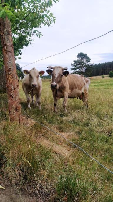Wrzosowe Wzgorze - Domek Wiejski Klaczno Zewnętrze zdjęcie